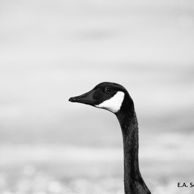 Canada goose by E.A. Schneider