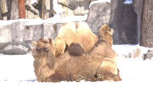 Camel Family Portrait by E.A. Schneider 