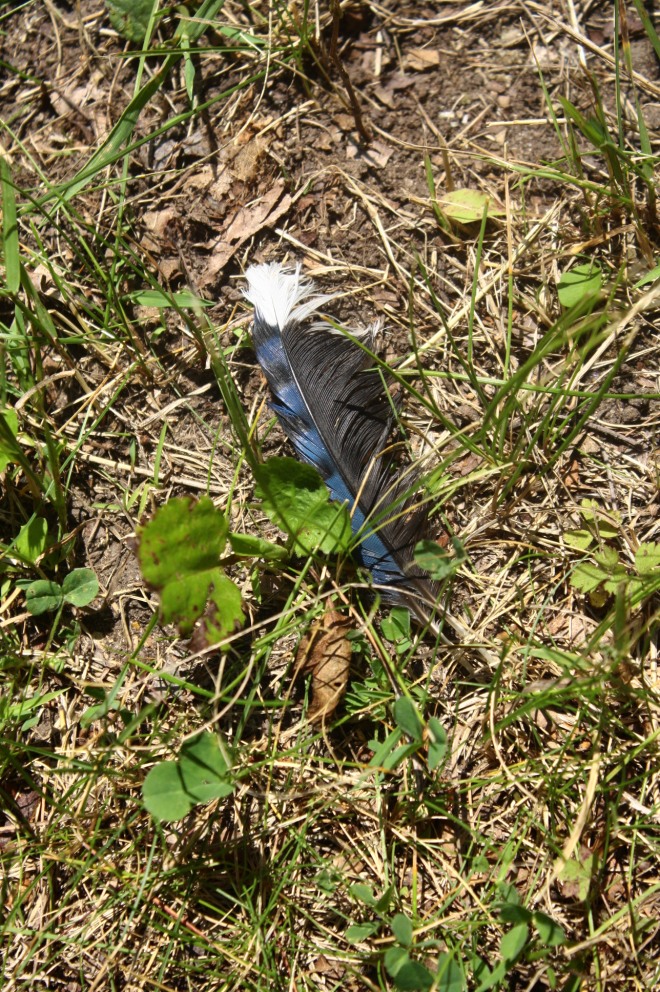 Feather left behind by E.A. Schneider
